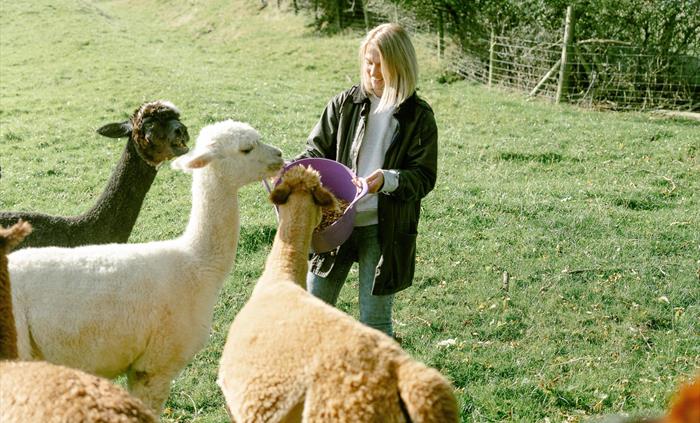 The farm’s alpacas